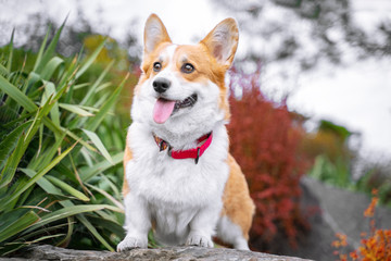 .Happy and active purebred Welsh Corgi dog outdoors in the park on a sunny summer day..