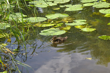 ducks floating in the river