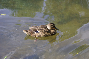 ducks floating in the river