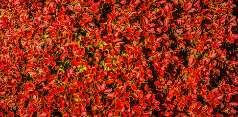 The texture of red leaves of shrubs