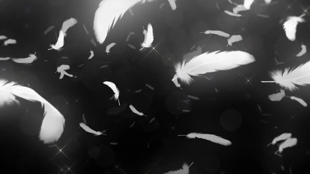 舞い上がる白い羽根（ループ可能）/黒背景