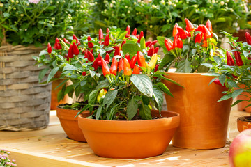 Small red jalapeno peppers grow in clay pots. A group of hot peppers at the harvest festival. Ripe red hot chili jalapenos on a branch of a bush Vegetables