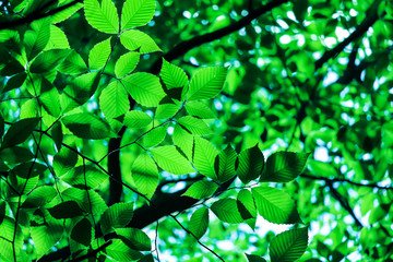 Beautiful green leaves under the sun, Saint-Bruno, Quebec, Canada
