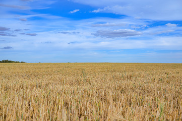Naklejka premium A harvested field illuminated by the sun and under a dramatic cloudy sky.