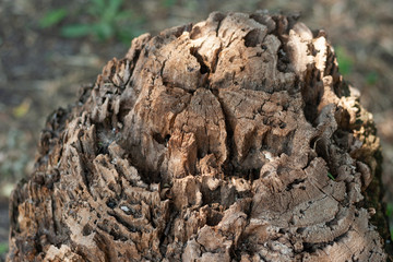 Big stump in a sunny day