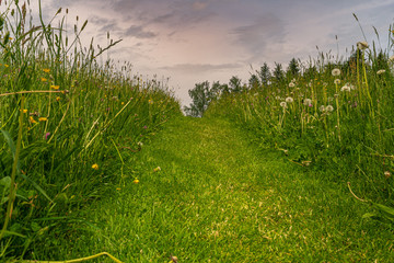 Weg durch hohes Grass