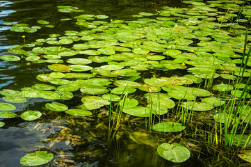 Obraz na płótnie Canvas Yellow lilies in the city pond