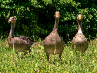 Obraz premium Goose at green park during summer in close up view