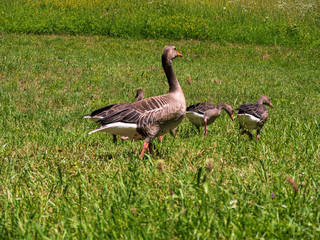 Goose at green park during summer in close up view