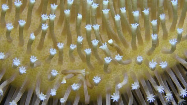 Open polyps of Leather Coral, Sarcophyton trochelophorum macro closeup in Andaman sea Thailand 