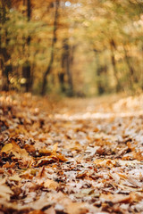 Autumn forest with golden, orange trees and fallen leaves. Blurred background, soft focus