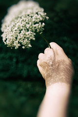 holding a cow parsley