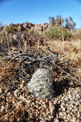 MAMMILLARIA TETRANCISTRA, casually Common Fishhook Cactus, Southern Mojave Desert Native, visualize near Skull Rock of Joshua Tree National Park, biodiversity needs our conservation efforts, 060119.