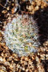 MAMMILLARIA TETRANCISTRA, casually Common Fishhook Cactus, Southern Mojave Desert Native, visualize near Skull Rock of Joshua Tree National Park, biodiversity needs our conservation efforts, 060119.