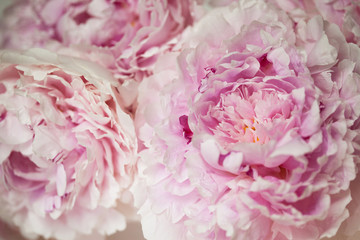 Background of pink colored peonies, blur, soft focus, close-up
