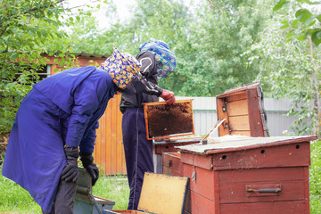 beekeepers in protective clothing from bees collect delicious honey in honeycombs from the hive