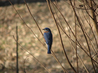 Bluebird