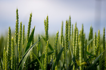 Wheat in the field