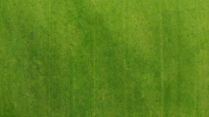 Aerial. Green grass texture background. Top view from drone.