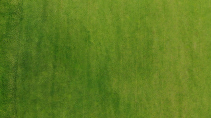 Aerial. Green grass texture background. Top view from drone.