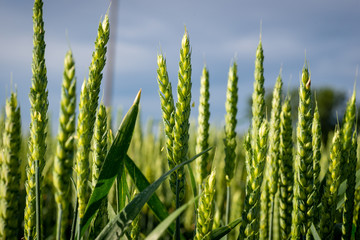 Obraz premium Wheat in the field