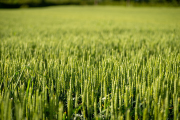 Wheat in the field