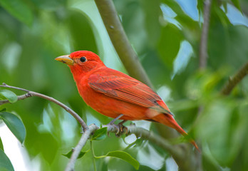 Piranga rubra, Summer Tanager, in Tree at Park, Florida #2