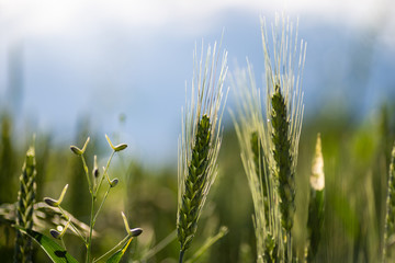 Wheat in the field