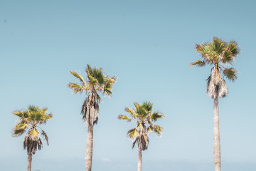 palm trees against blue sky
