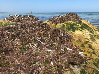 Alghe e scogli a mare