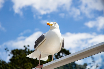 Möve