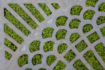 old gray cast-iron grate with bright fresh green grass. rough surface texture
