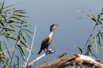 Great Cormorant (Phalacrocorax carbo)