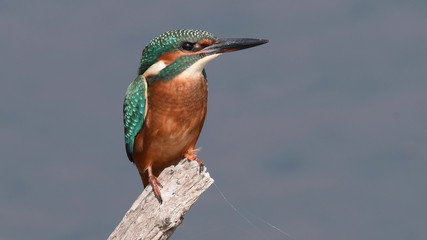 Eisvogel - kingfisher