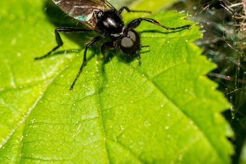 Black fly (St. Mark's fly, Hawthorn Fly, Bibio marci) sits on a green leaf macro
