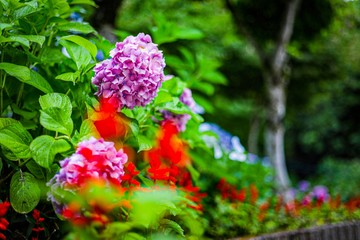 red flowers in the garden