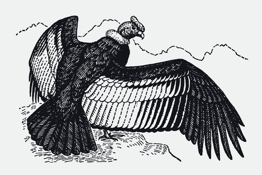 Andean condor vultur gryphus standing on rock and spreading wings, after antique engraving