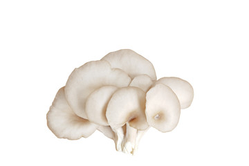 Oyster mushroom isolated on white background with clipping path.(Indian Oyster, Phoenix Mushroom)
