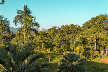 Green trees before a blue sky