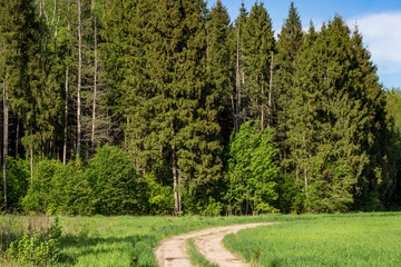 Rural dirt road at the border of an agricultural field and forest