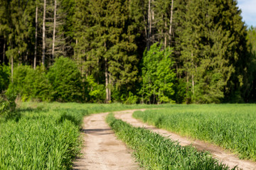 Rural dirt road at the border of an agricultural field and forest