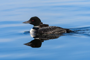 Common Loon with Baby on his Back and  Reflection Swimming in Blue Water