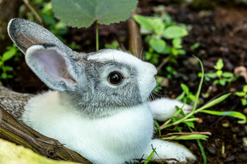 Gray and white bunny rabbit in the garden