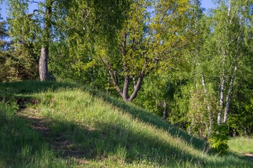 Beautiful hillock with oaks and birches, green landscape