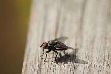 Fliege auf altem Holz