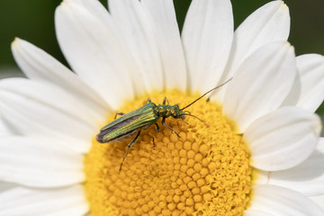 Thick-legged flower beetle (Oedemera nobilis), on Anthemis tinctoria ‘E.C.Buxton’