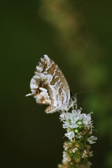 Falter auf weißer Blume