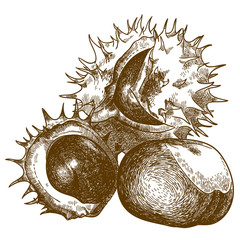 engraving drawing illustration of three chestnut