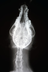 X-ray of dog skull. Veterinary x-ray image . © herraez