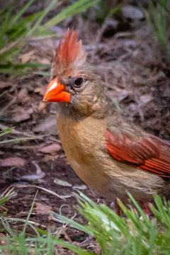 Female cardinal bird